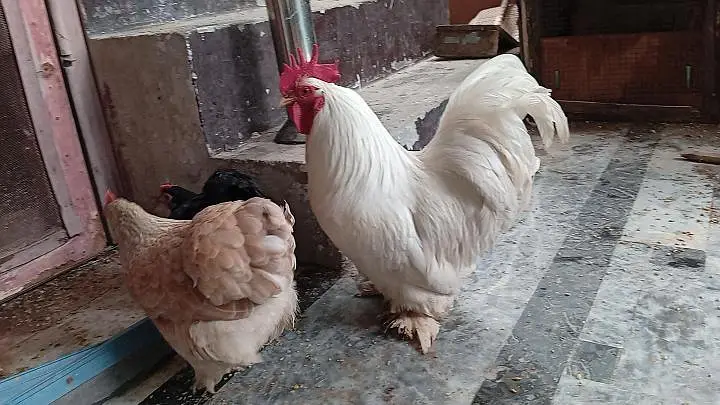 Rare breeder top quality bantum 1 male 3 females #03332440678 — photo 2