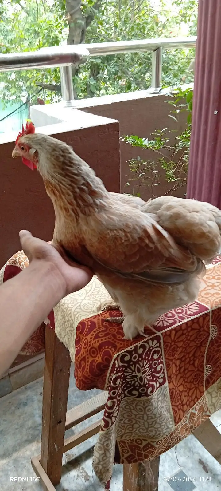 Rare breeder top quality bantum 1 male 3 females #03332440678 — photo 7