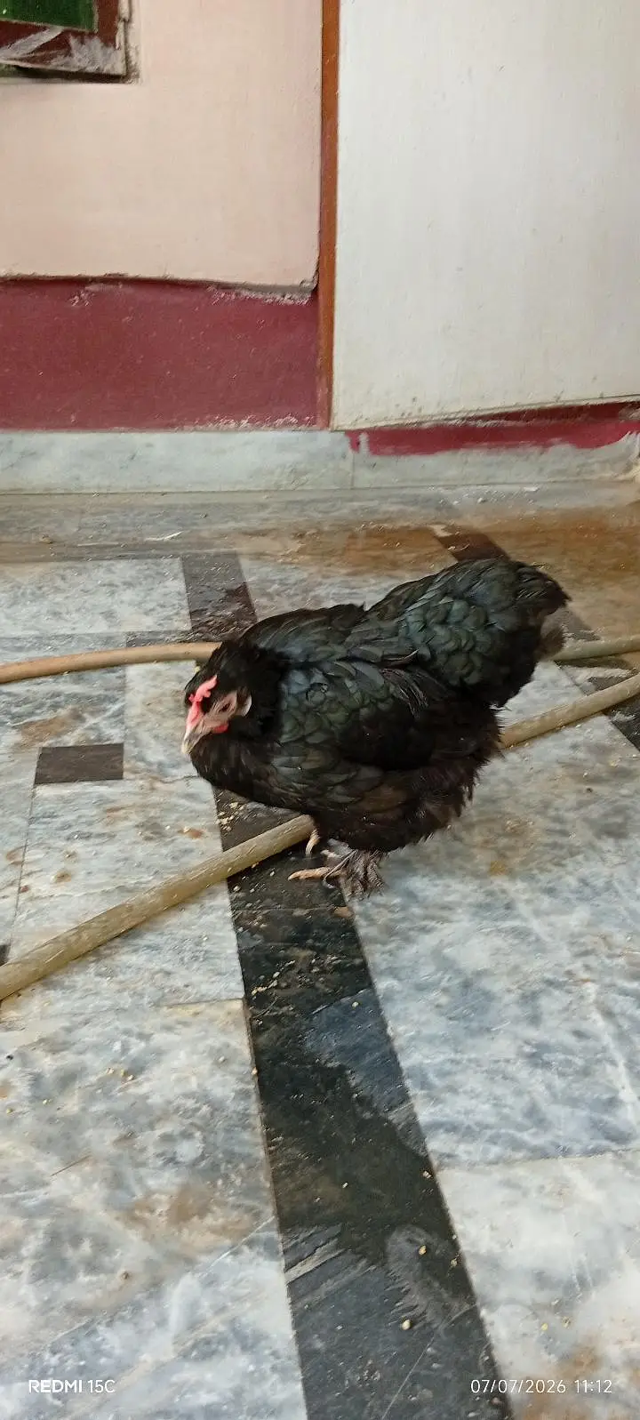 Rare breeder top quality bantum 1 male 3 females #03332440678 — photo 10