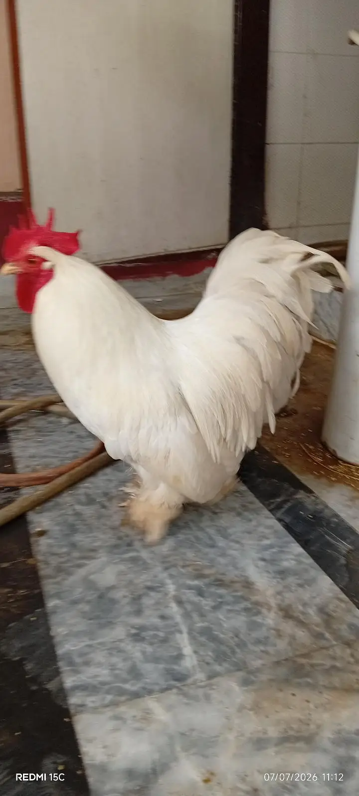 Rare breeder top quality bantum 1 male 3 females #03332440678 — photo 11