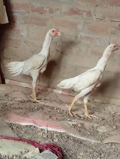 shamo chick's