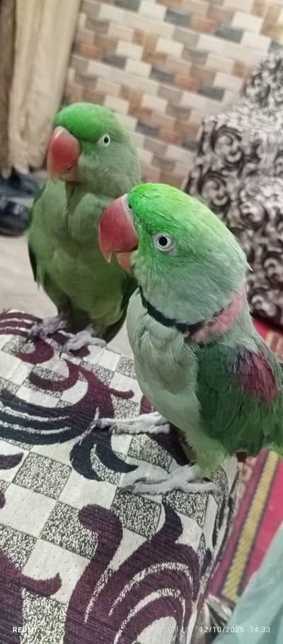 full hand tame raw parrots