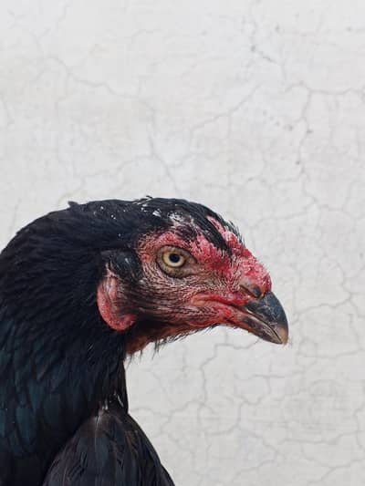 Aseel Lasani mukhi breeder female