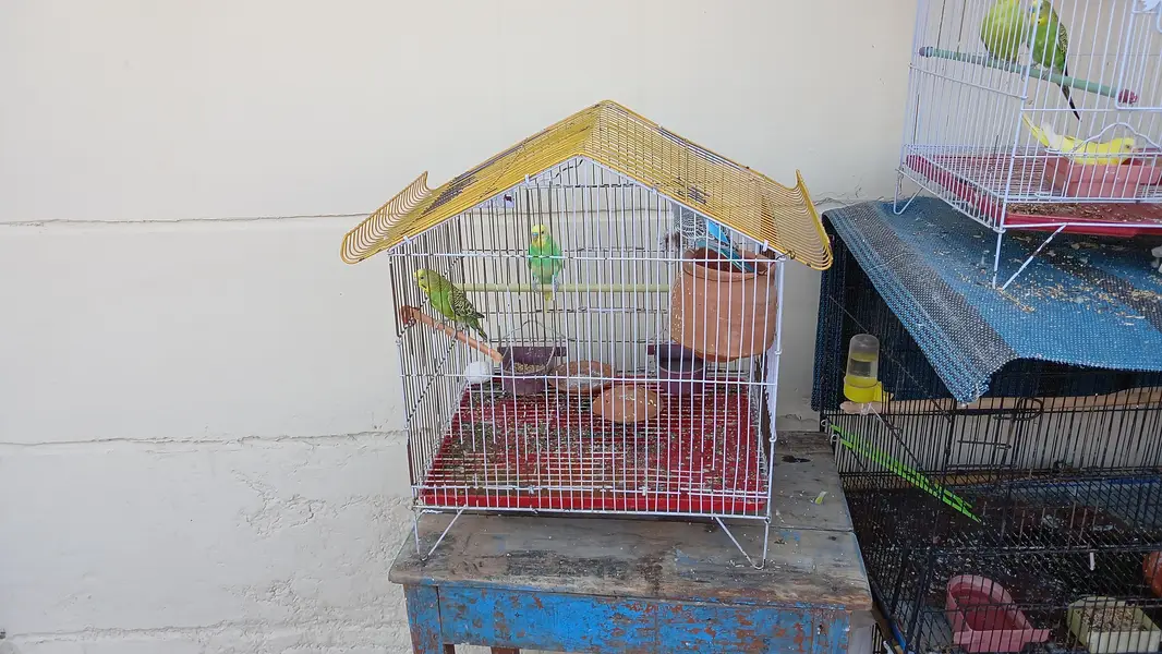 only cages for sel — photo 10