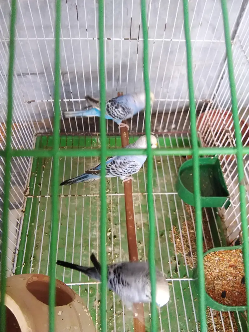 3 parrots for sale