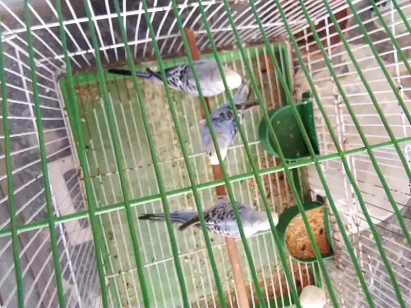 3 parrots for sale — photo 2