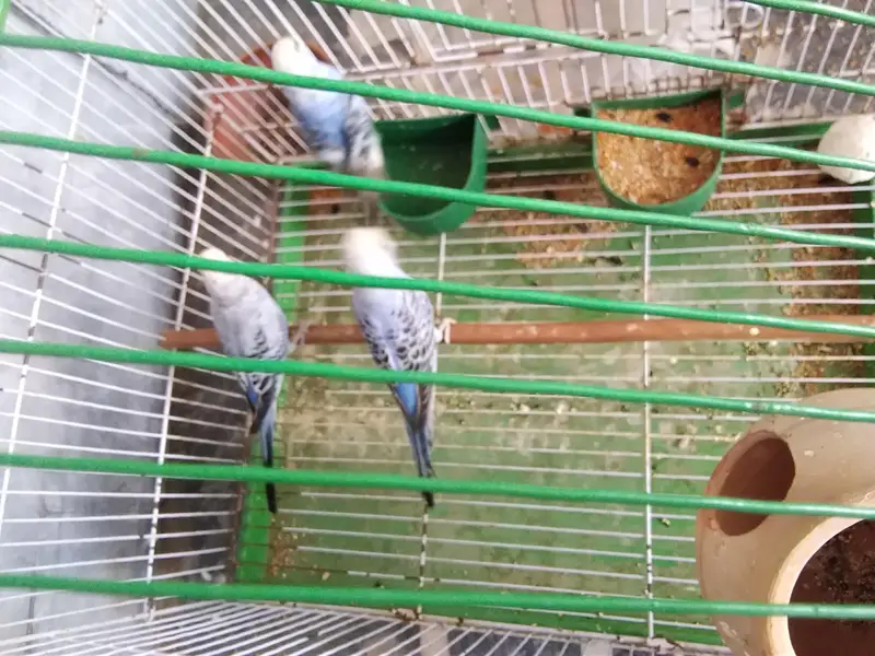 3 parrots for sale — photo 3