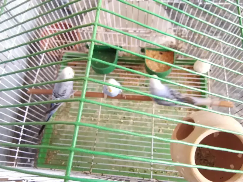 3 parrots for sale — photo 4