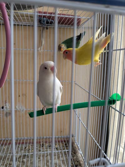 albino & lotino