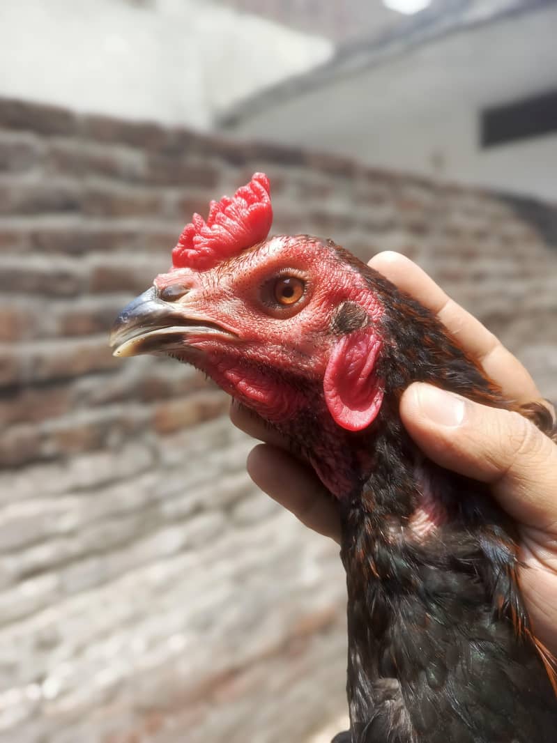 Pakoya Trat Patha 0