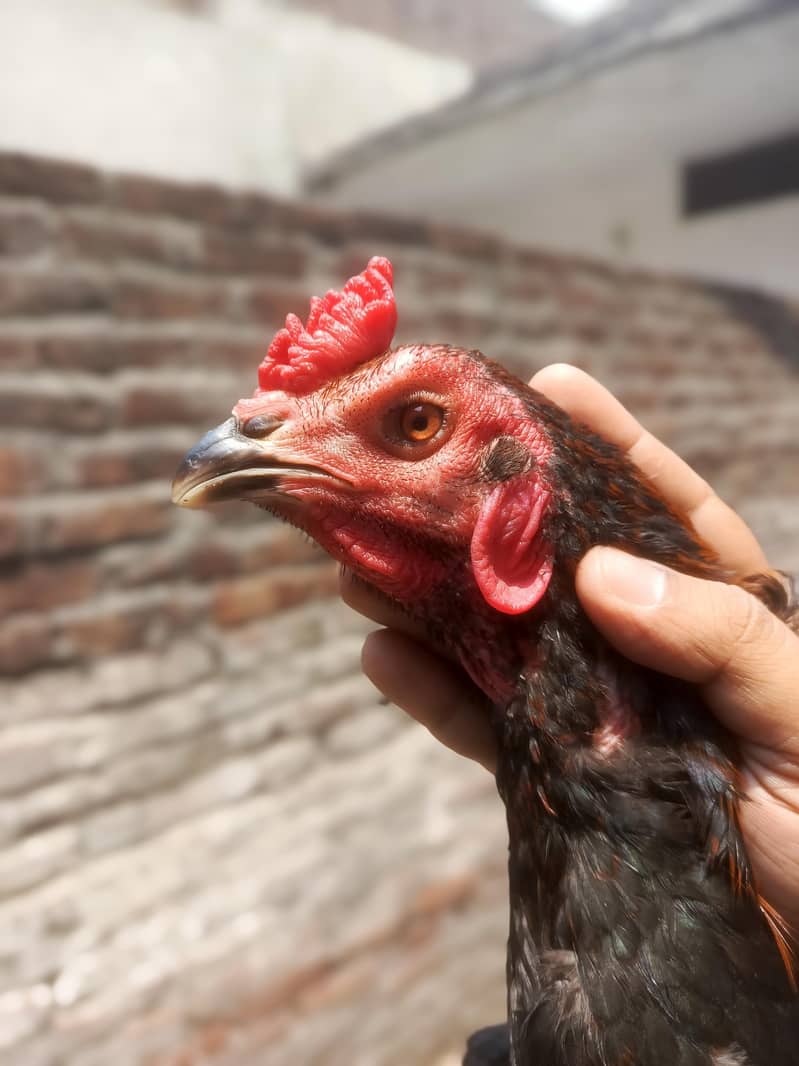 Pakoya Trat Patha 1