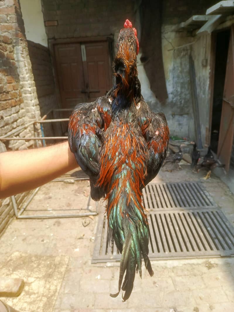 Pakoya Trat Patha 3