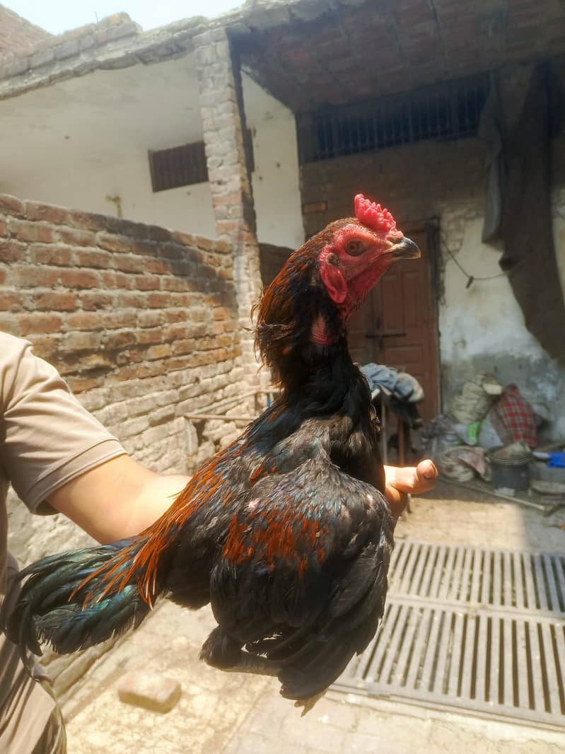 Pakoya Trat Patha 4