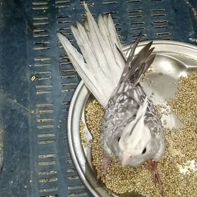 White Face Pearl Cockatiel