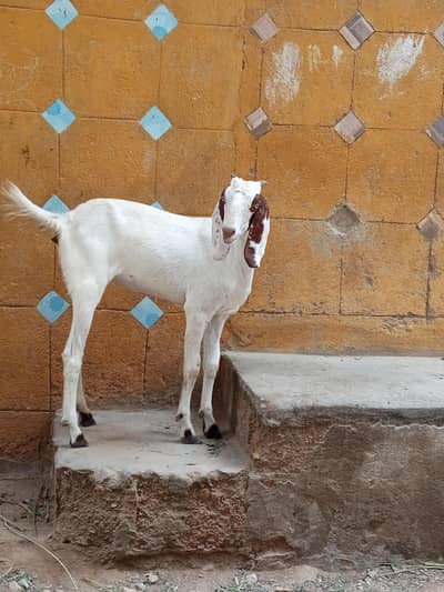 bakri ha white eys ha koi masala naii ha active ha cell no 03120284997