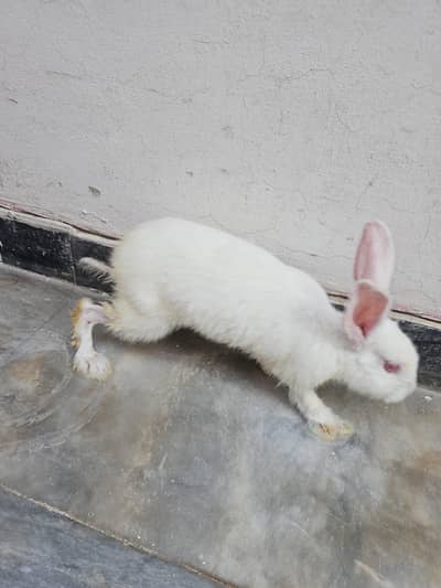 White  and back and white  rabbits for sale