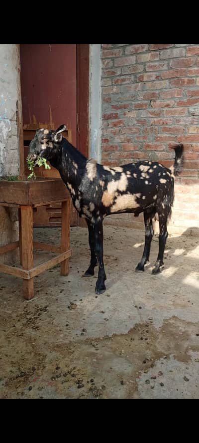 bakra for sale