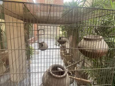 Big Colony Cage For Sale