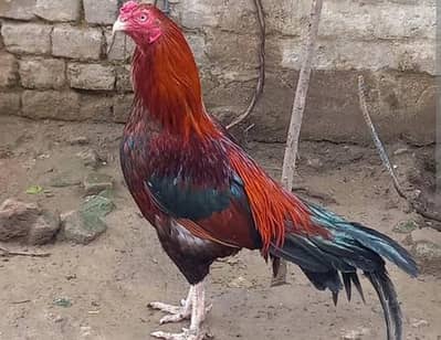 full reasonable rate