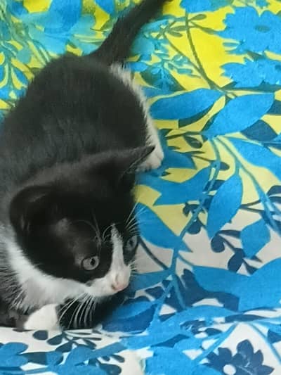 cat persion  colour and  black and white  brown traning