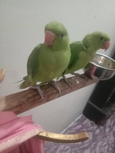 Tame parrot