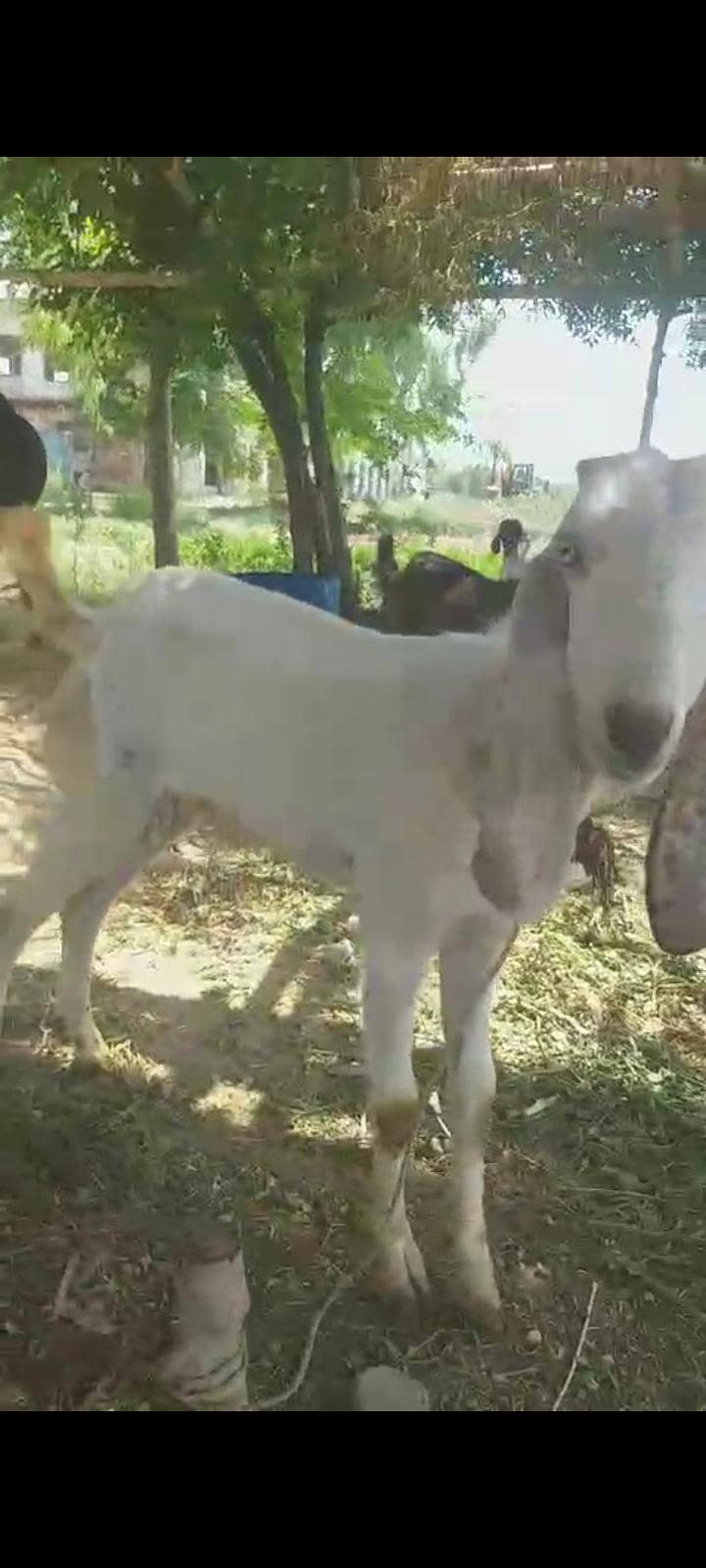 bakra 0
