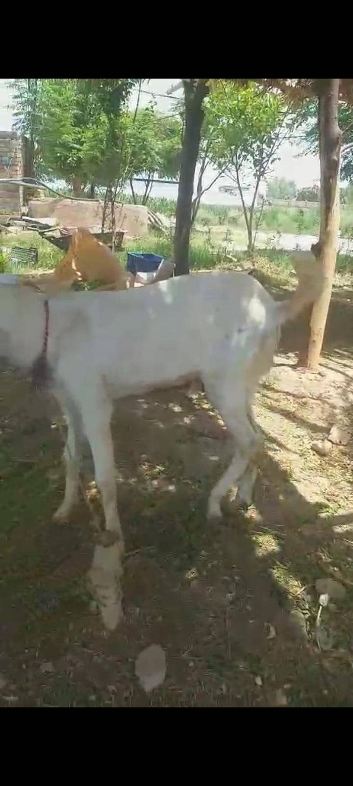 bakra 1