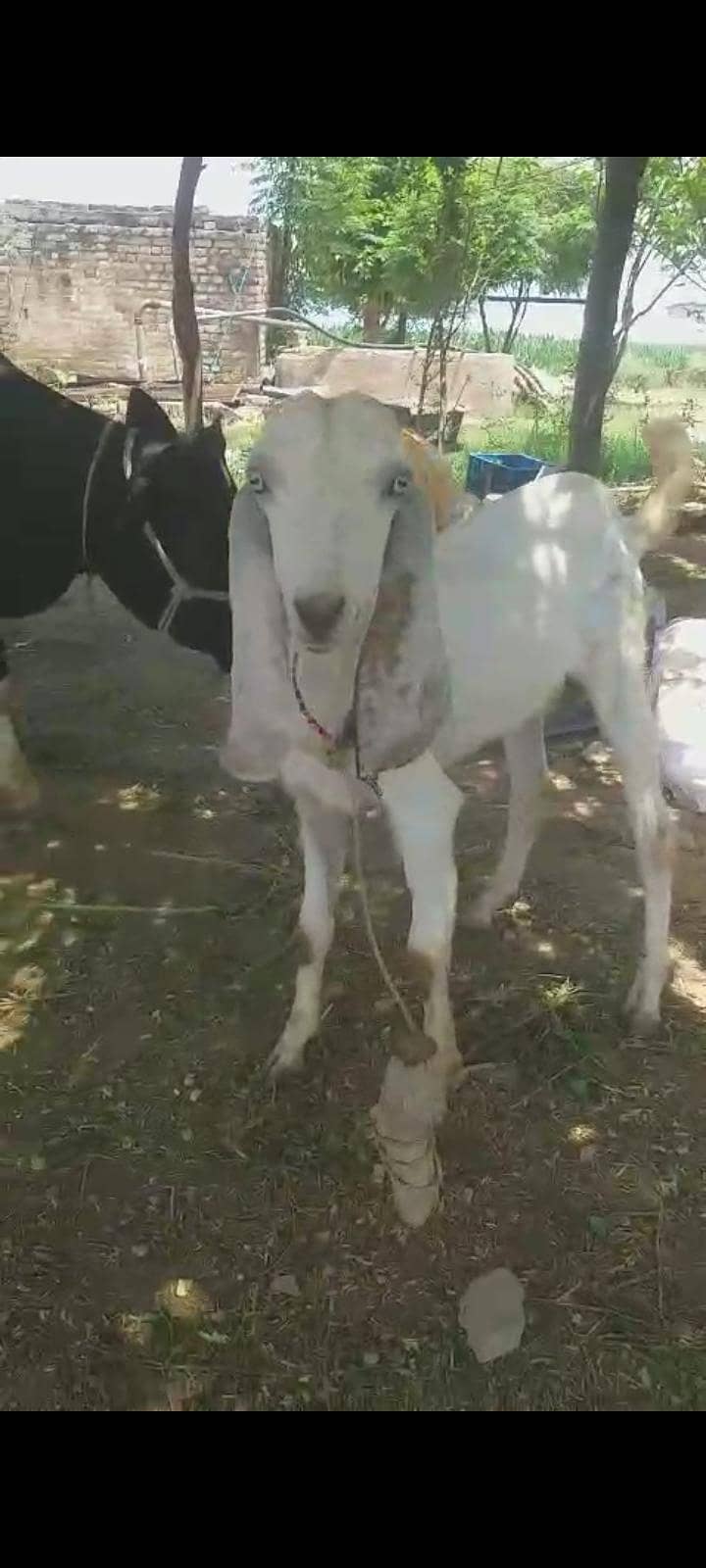 bakra 2