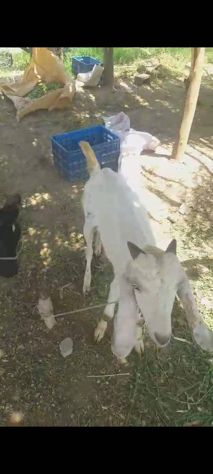 bakra 3