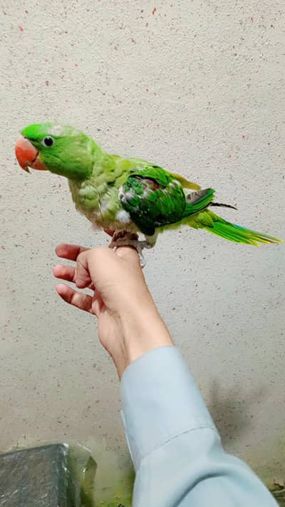 Raw Parrot Jumbo Size