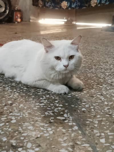 Persian cat double cout for sale