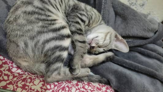 Male Bengal Cat
