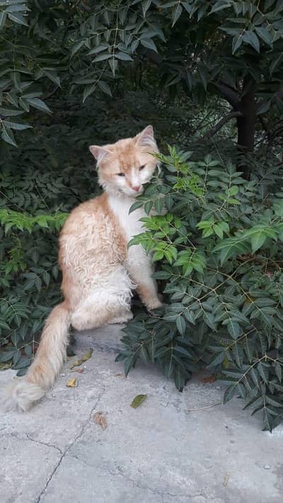 Male Persian cat