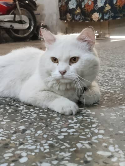 Persian cat long cout for sale