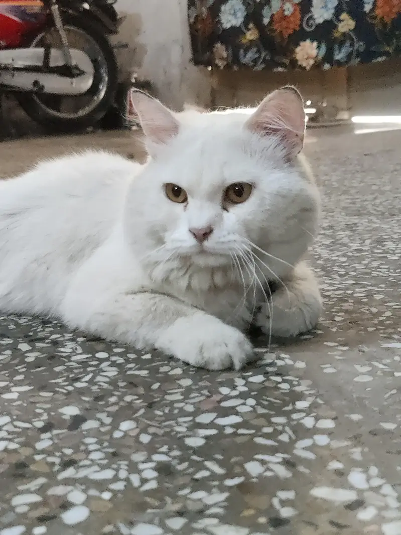 Persian cat long cout for sale