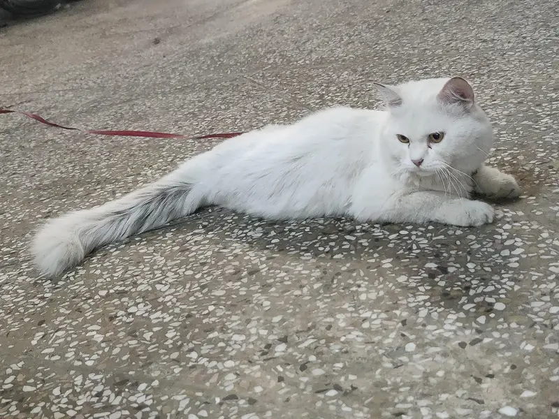 Persian cat long cout for sale — photo 2