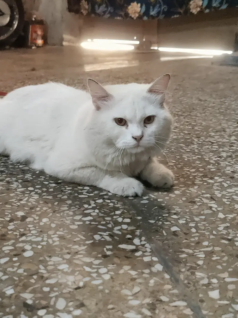 Persian cat long cout for sale — photo 3