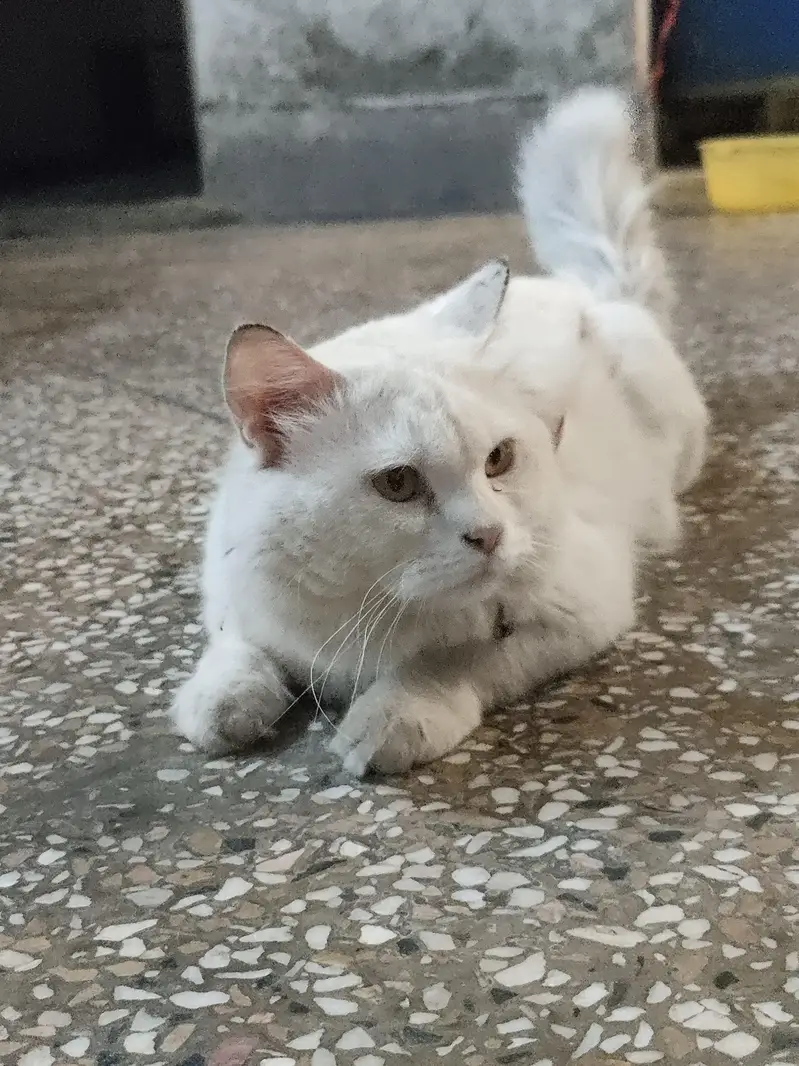 Persian cat long cout for sale — photo 4