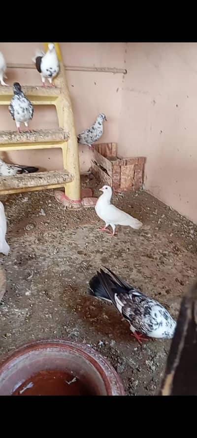 Mix Pegion for sale
