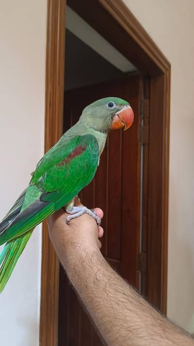 Raw Alexander Parrot