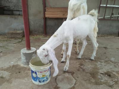 gulabi bacha for sale home berrd