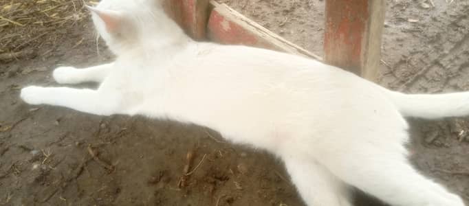 Parshion 2 diffrent types eyes cute cat