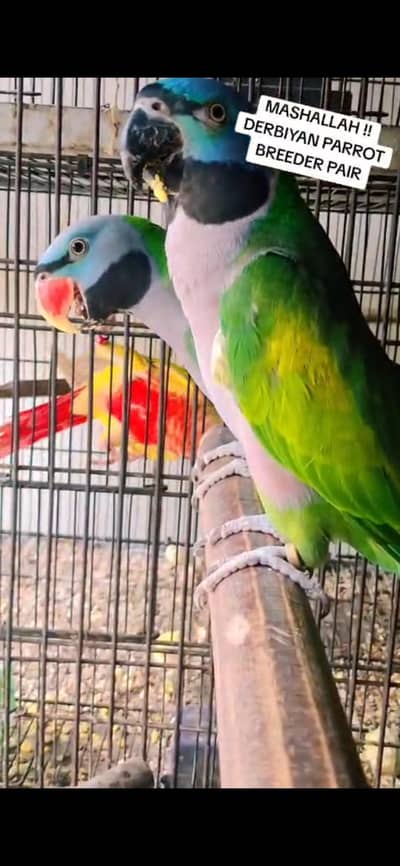 Darbiyan Parrot Breeder Pair