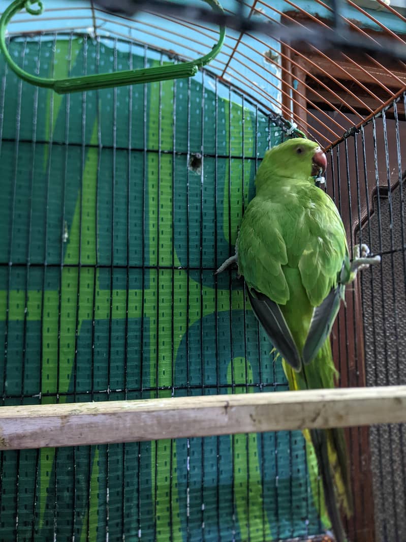 parrot 0