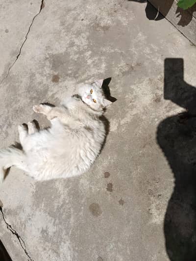 doll face cat