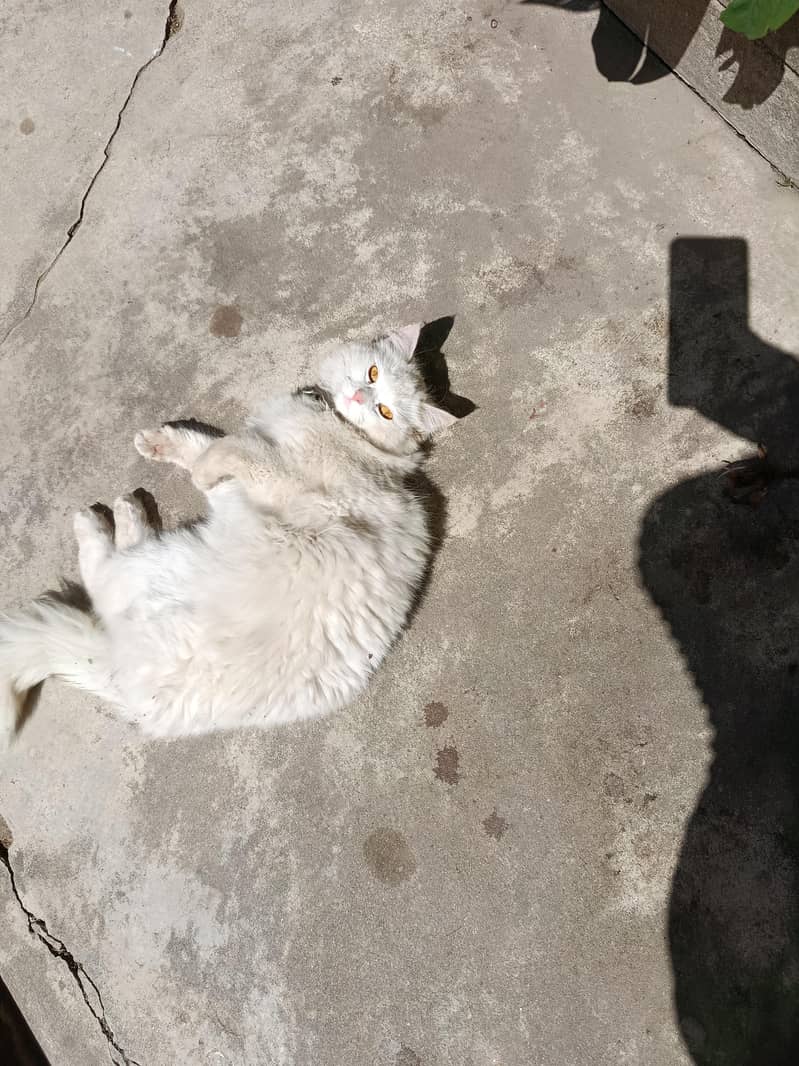 doll face cat 0