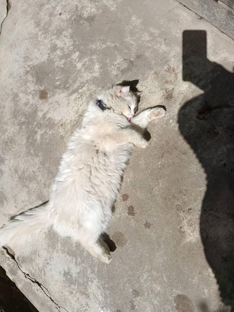 doll face cat 1