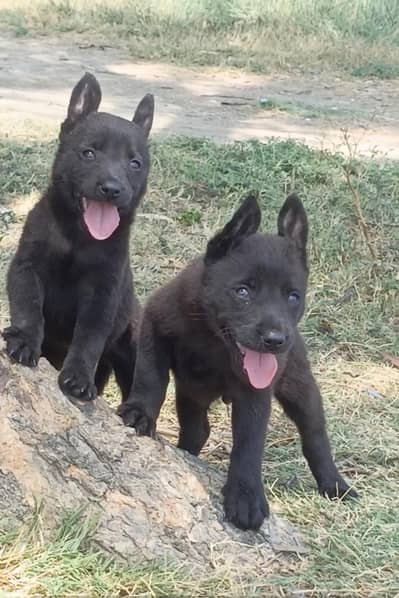 Black German shepherd pair | Alsatian Puppy | GSD | Dog | Double coat