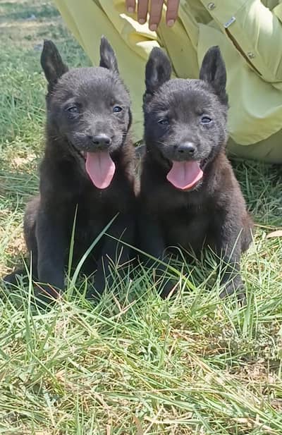 Black German shepherd pair | Alsatian Puppy | GSD | Dog | long coat