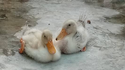 Two beautiful dukings are for sale